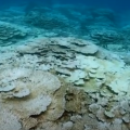 八丈島・底土海水浴場のサンゴ礁が突然の一面白化、貴重な現地映像あり