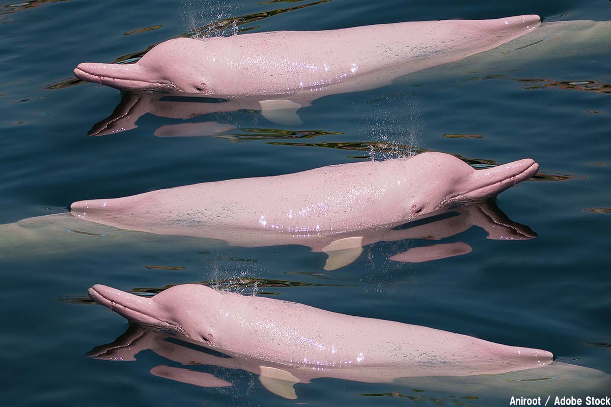 幸運を呼ぶピンクイルカの減少理由とは ダイビングと海の総合サイト オーシャナ
