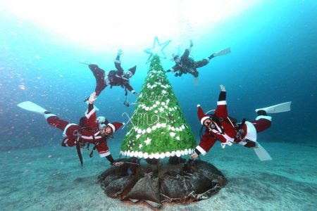 年 水中クリスマスツリーがあるダイビングポイント特集 ダイビングと海の総合サイト オーシャナ