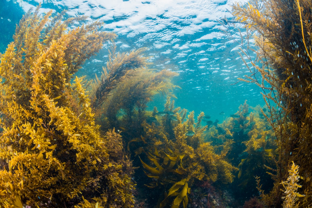 Seaweeds shelter calcifying marine life from acidifying oceans ...