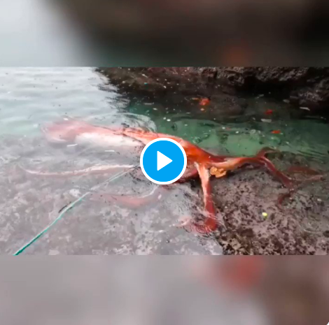 【動画あり】謎多き深海生物ダイオウイカを生きたまま捕獲に成功！