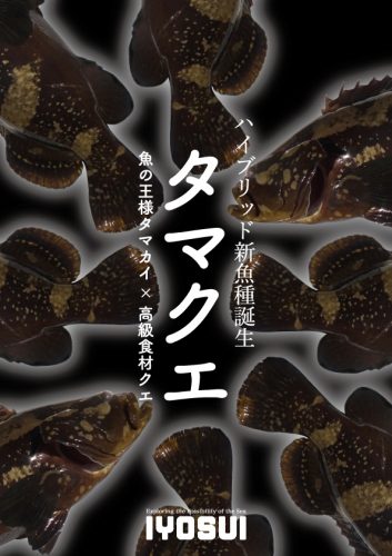 【生産者支援】高級魚「タマクエ」を食え！