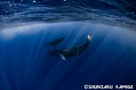 光に照らされて泳ぐ２頭のザトウクジラ