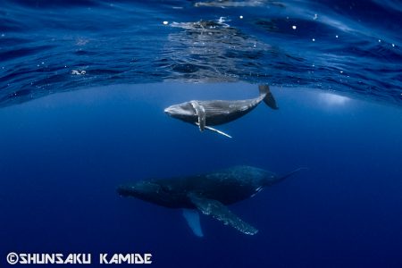 水面近くを泳ぐ親子クジラ