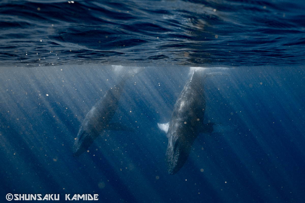 奄美大島のホエールウォッチング＆スイム2021年。親子クジラの物語を追う