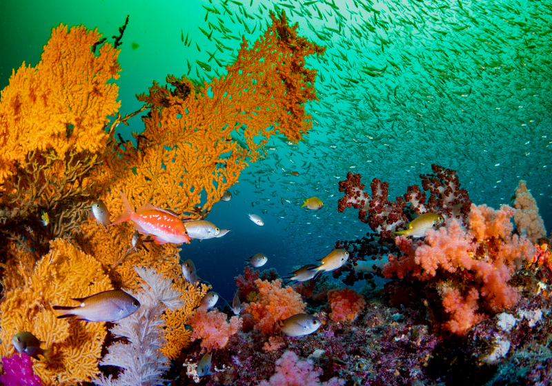 春濁りの一因となる海藻類イメージ写真