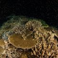 2021年4月末に自然写真家・関戸紀倫さんが捉えた石垣島のサンゴの産卵