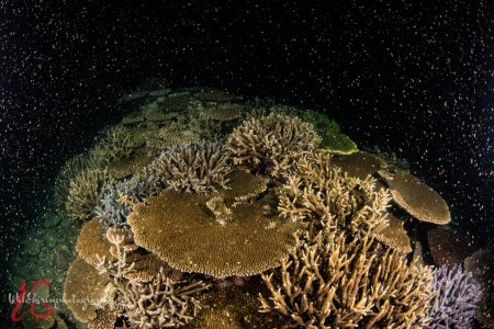 2021年4月末に自然写真家・関戸紀倫さんが捉えた石垣島のサンゴの産卵