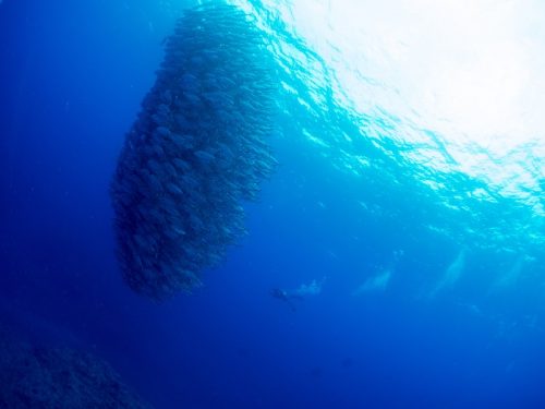 今年もアツいぞ 粟国島のギンガメトルネード イソマグロにロウニンアジ 次々と現れる 回遊魚天国 で冒険ダイビングを ダイビングと海の総合サイト オーシャナ