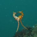 おもしろかわいい！海の生き物たちのちょっと変わった求愛方法をご紹介