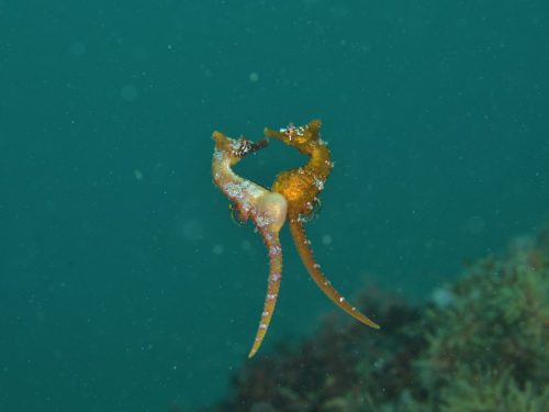 おもしろかわいい！海の生き物たちのちょっと変わった求愛方法をご紹介