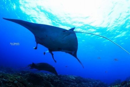 水中写真家 阿部秀樹さんの超集中講座in石垣島