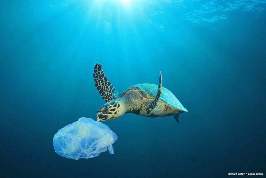 プラスチック誤食でウミガメなど動物が死亡。海のゴミ問題