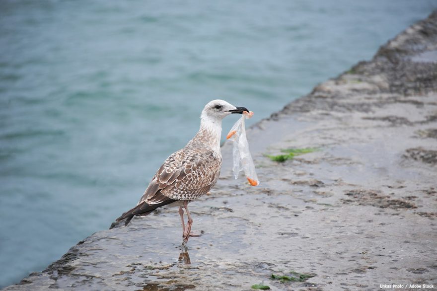 プラスチック誤食でウミガメなど動物が死亡 海のゴミ問題 ダイビングと海の総合サイト オーシャナ