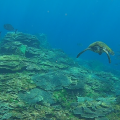 約半年でここまで回復！八丈島・底土海水浴場の白化サンゴ礁の今