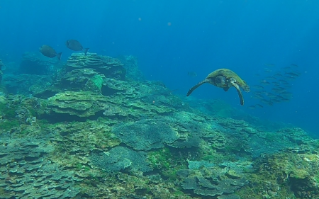 底土海水浴場サンゴ回復