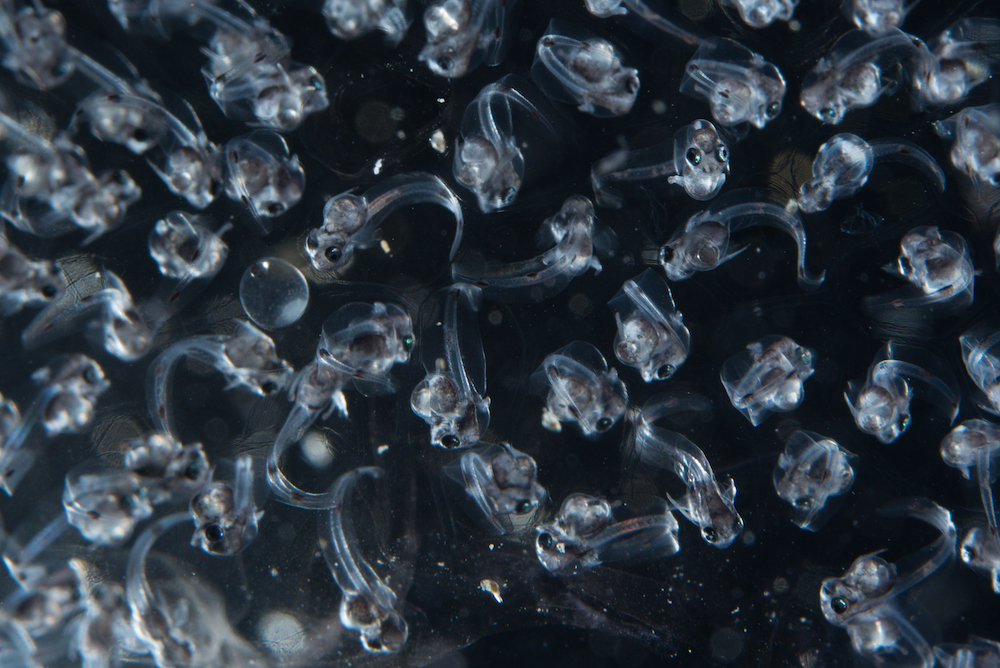 春の青海島でしか見られない!? 深海に棲むキアンコウの赤ちゃんたちが大量発生