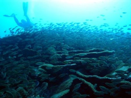 地元ダイバーの発見から10年！五島列島オオスリバチサンゴの実態に迫る