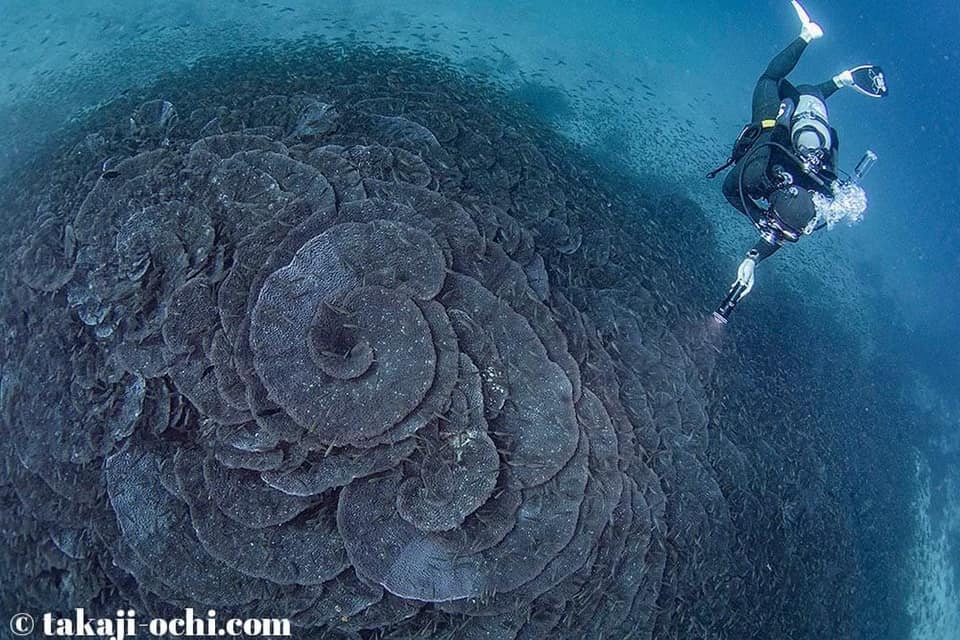 五島近海の珊瑚