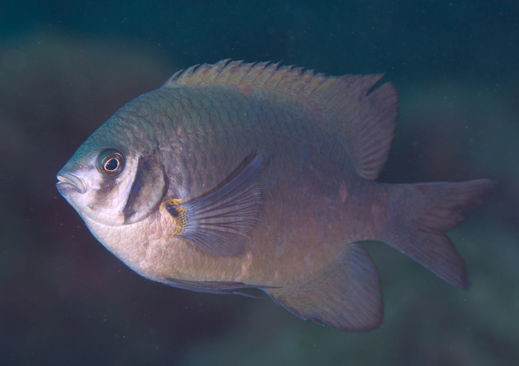本当に親子 幼魚と成魚で姿が違う海の生き物たち5選 ダイビングと海の総合サイト オーシャナ
