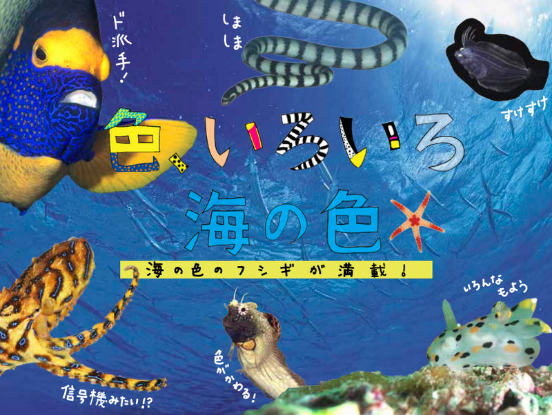 海洋写真家・吉野雄輔さん著『どうしてそうなった!? 海の生き物①』予約販売受付中