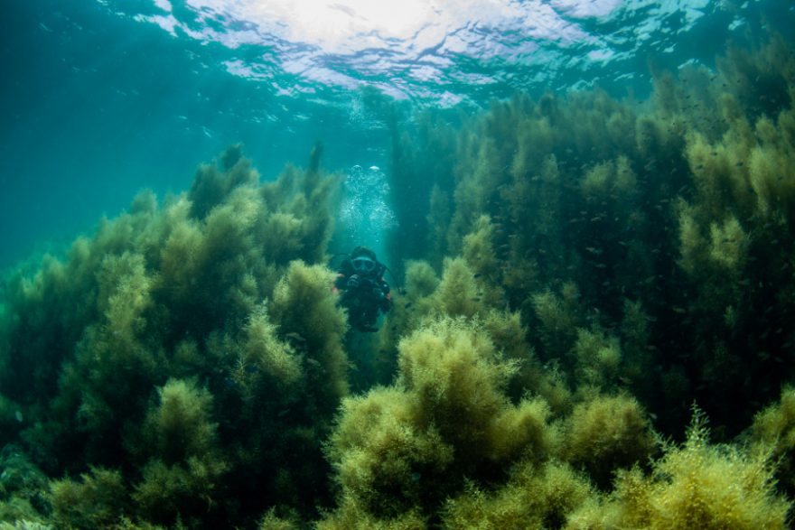 井田の海藻迷路はワイド撮影が楽しめる