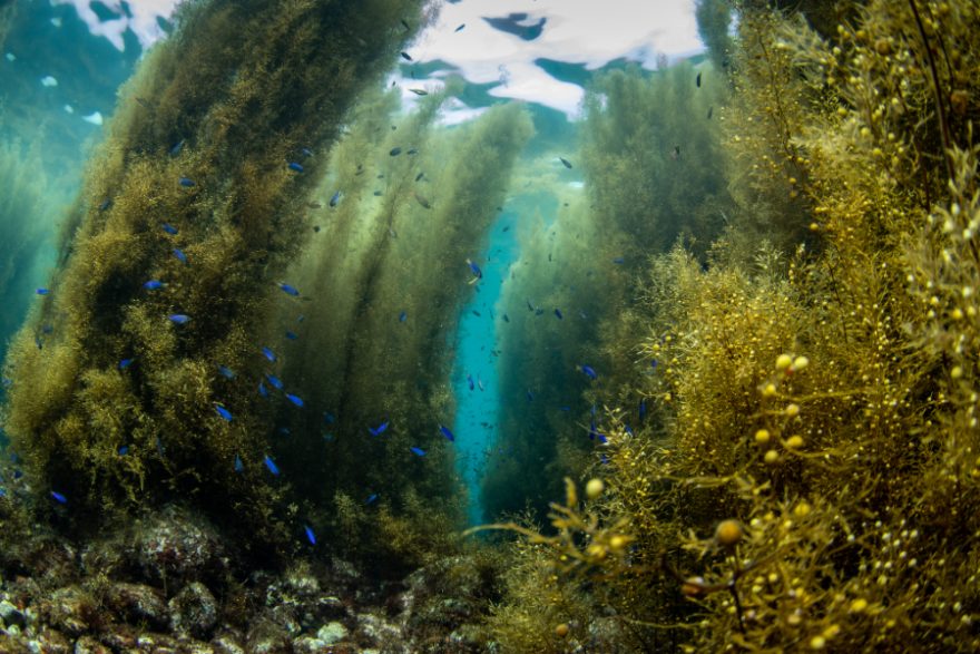 海藻迷路はダイバーひとりが通れるくらい