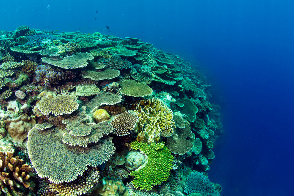 ANAインターコンチネンタル万座ビーチリゾートがサンゴ礁保全活動「Green Fins」参加へ