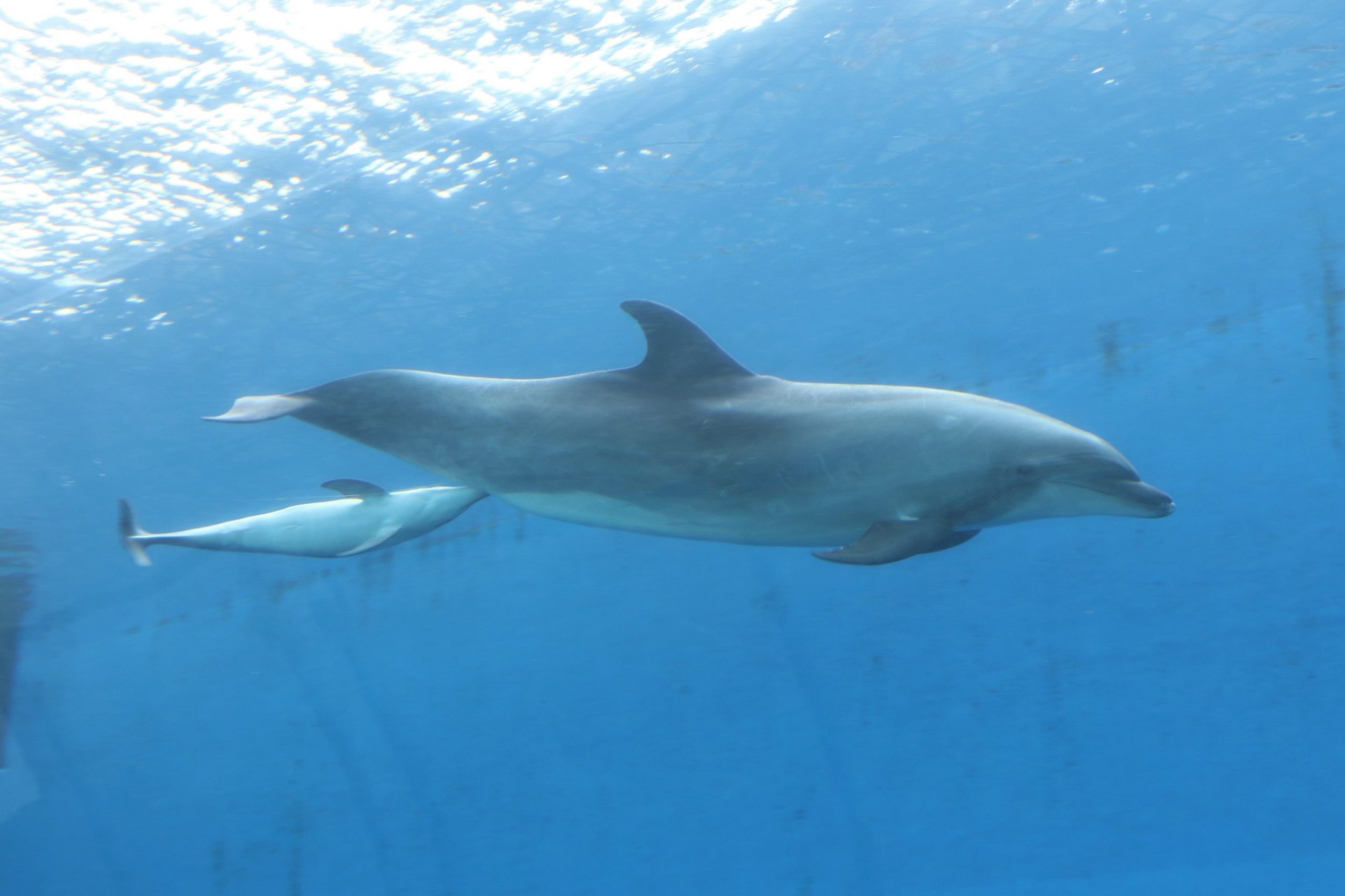 八景島シーパラダイスでイルカの赤ちゃんが誕生 子育てシーンにも注目 ダイビングと海の総合サイト オーシャナ