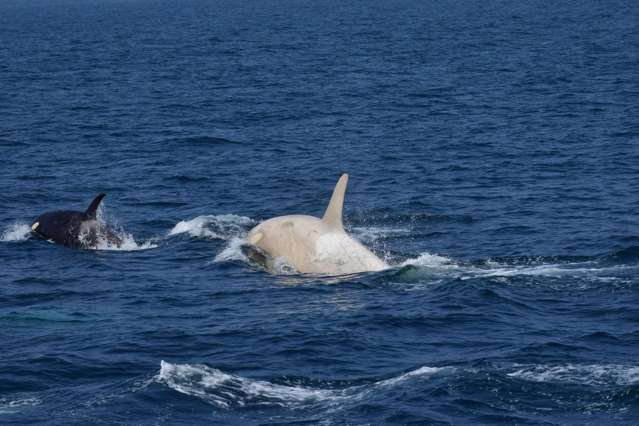 世界でも珍しい白いシャチ2頭が北海道知床の羅臼沖に現る 貴重映像も入手 ダイビングと海の総合サイト オーシャナ