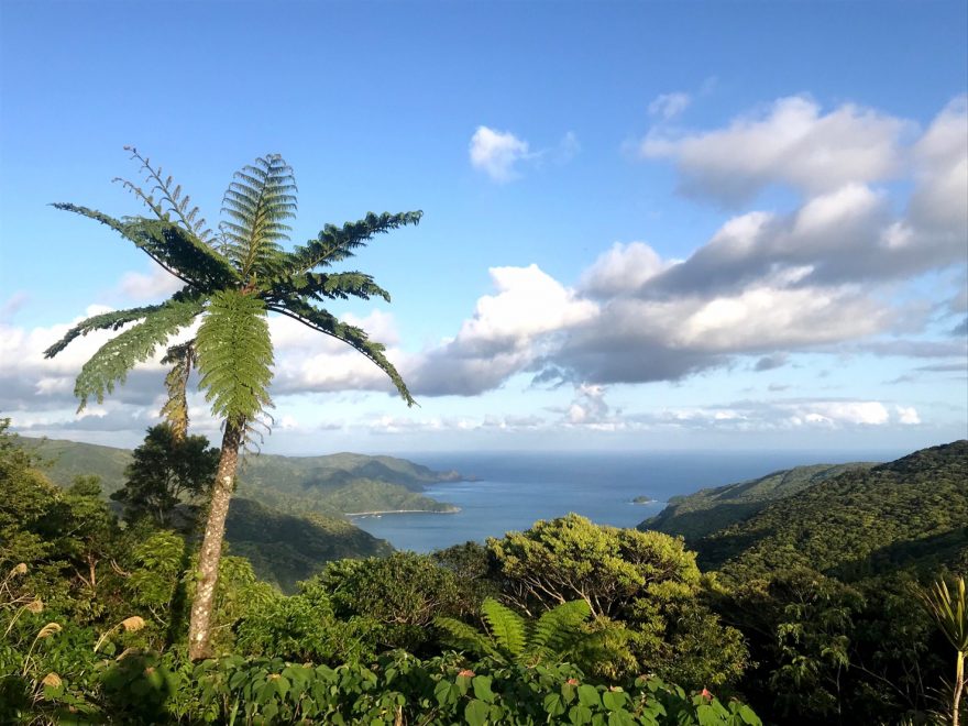奄美大島が世界自然遺産に登録された理由とエリアを簡単解説！
