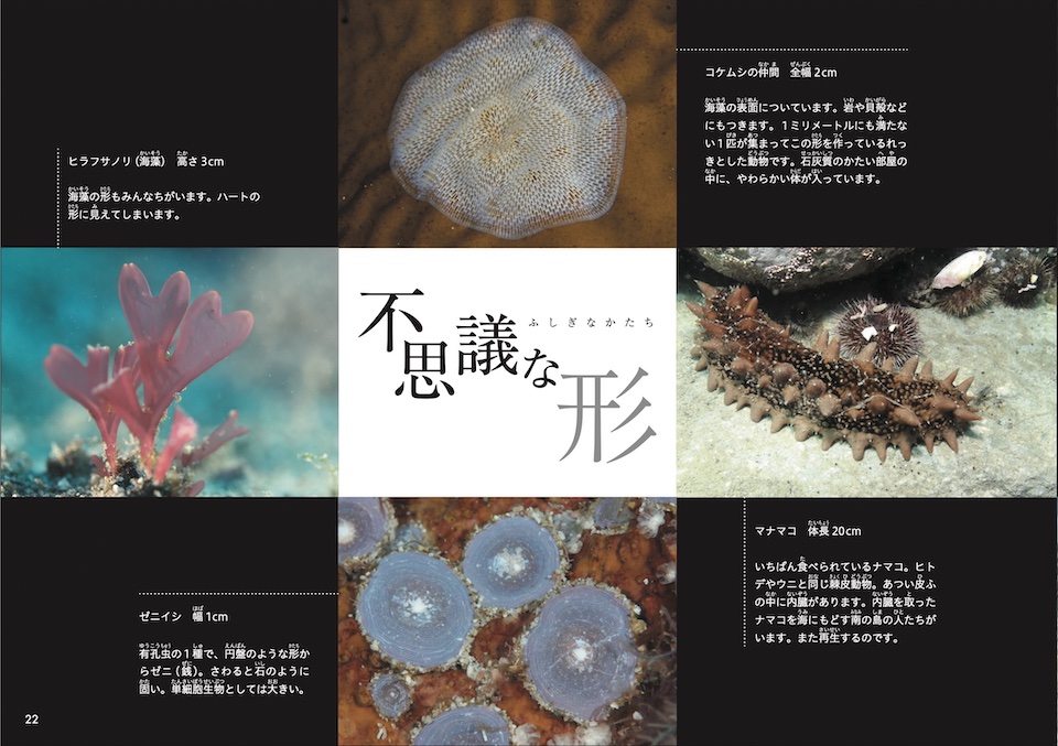 海洋写真家・吉野雄輔さん著「どうしてそうなった⁉海の生き物②」海の形