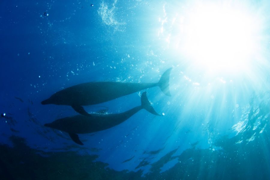 神奈川県・江之浦沖に野生のイルカが大量発生！ダイビングエリアには現れるのか？