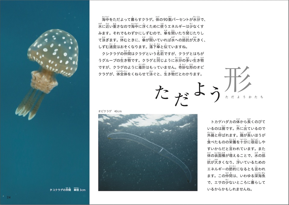 海洋写真家・吉野雄輔さん著「どうしてそうなった⁉海の生き物②」海の形