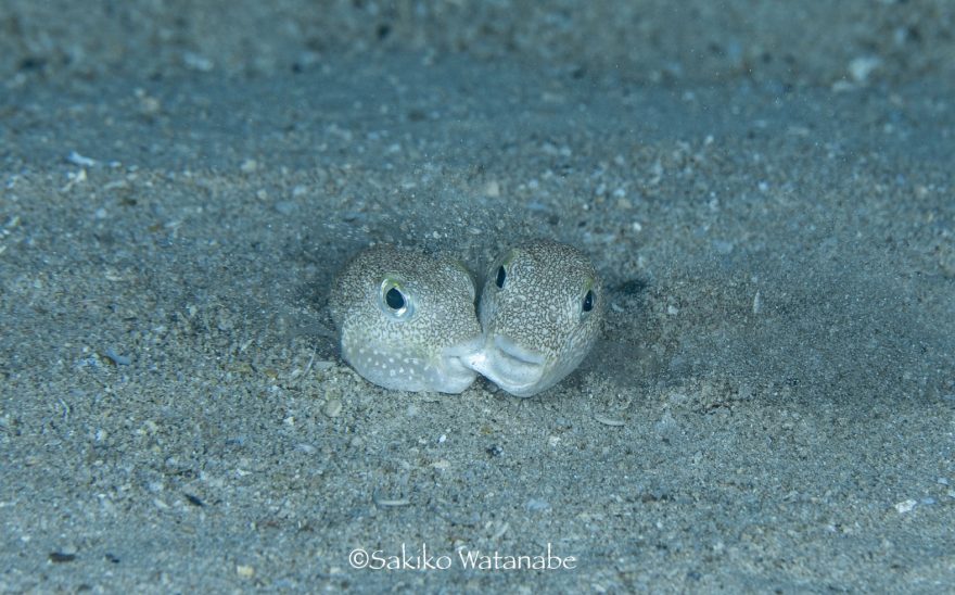 おもしろかわいい 海の生き物たちのちょっと変わった求愛方法をご紹介 ダイビングと海の総合サイト オーシャナ