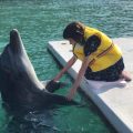 神々の島・壱岐島で“自然のイルカとふれあえる”特別なプランがスタート
