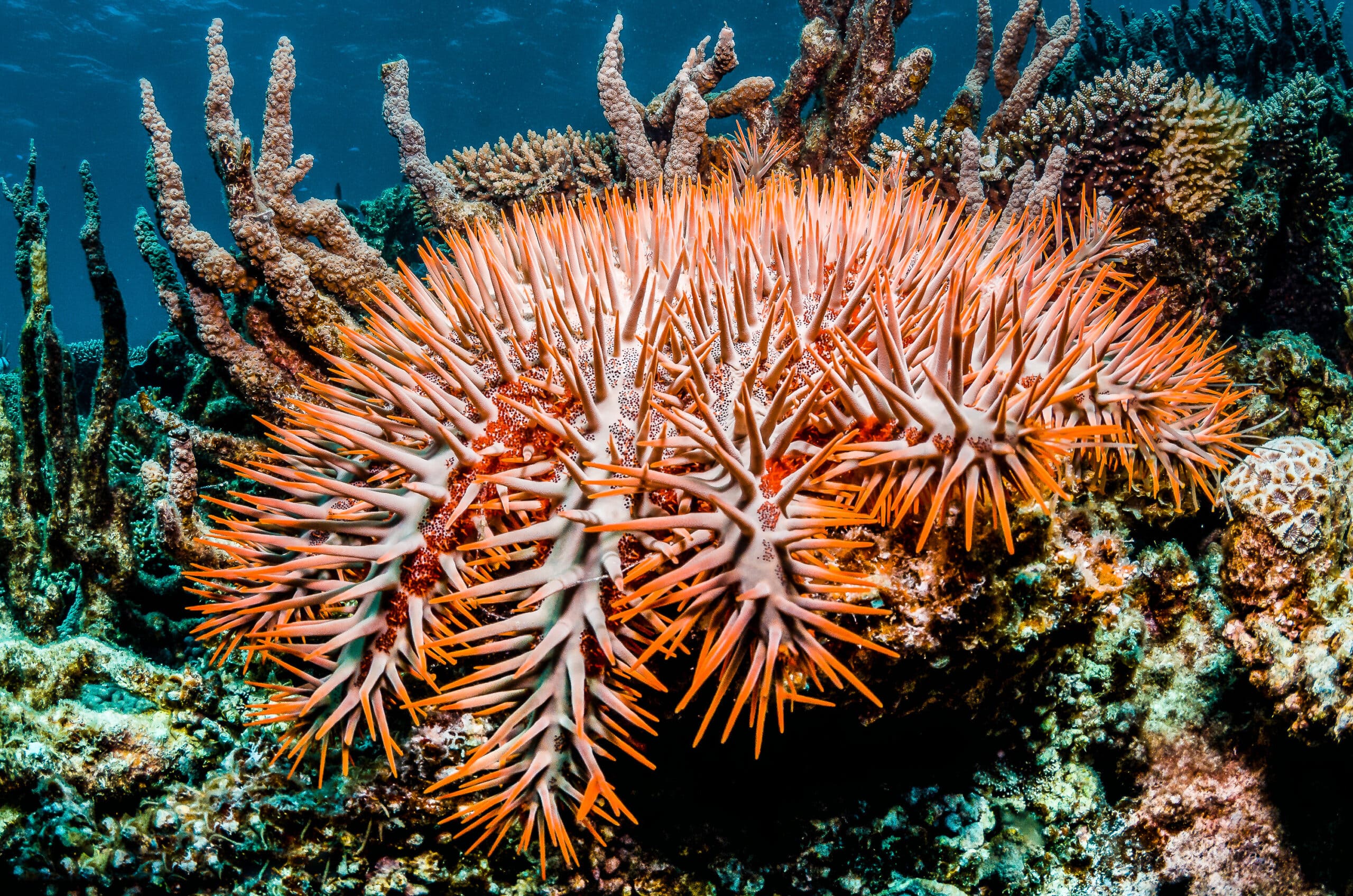 Reef-Worldがオニヒトデ駆除のガイドラインを新しく発表、その詳細とは⁉︎