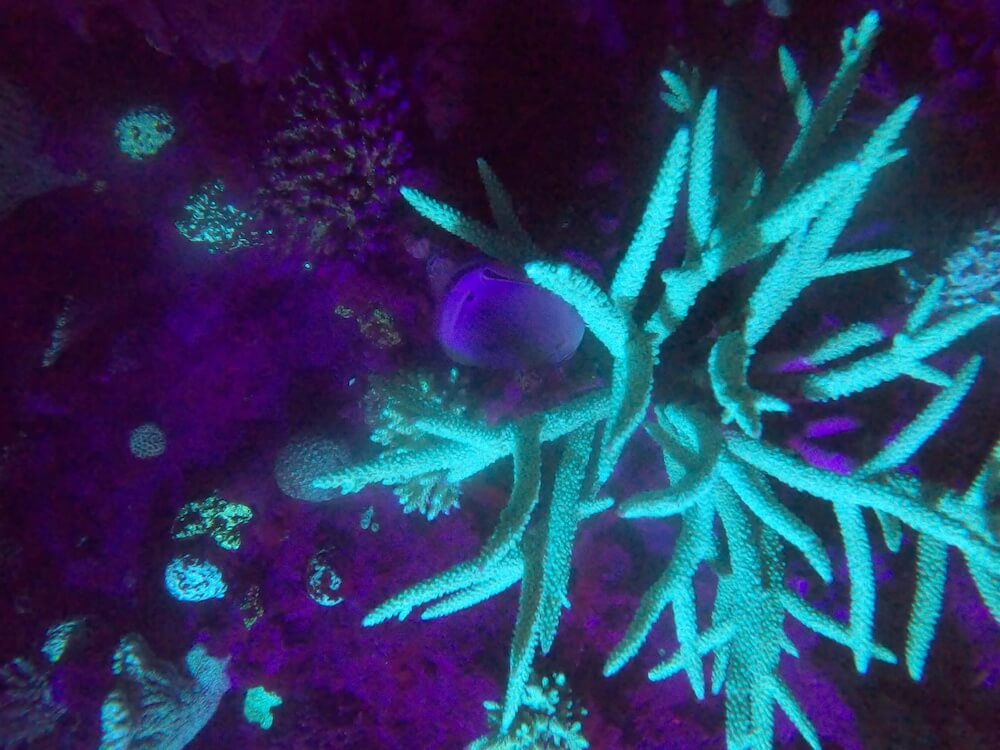 エダサンゴを中心に水色っぽくサンゴが光っている