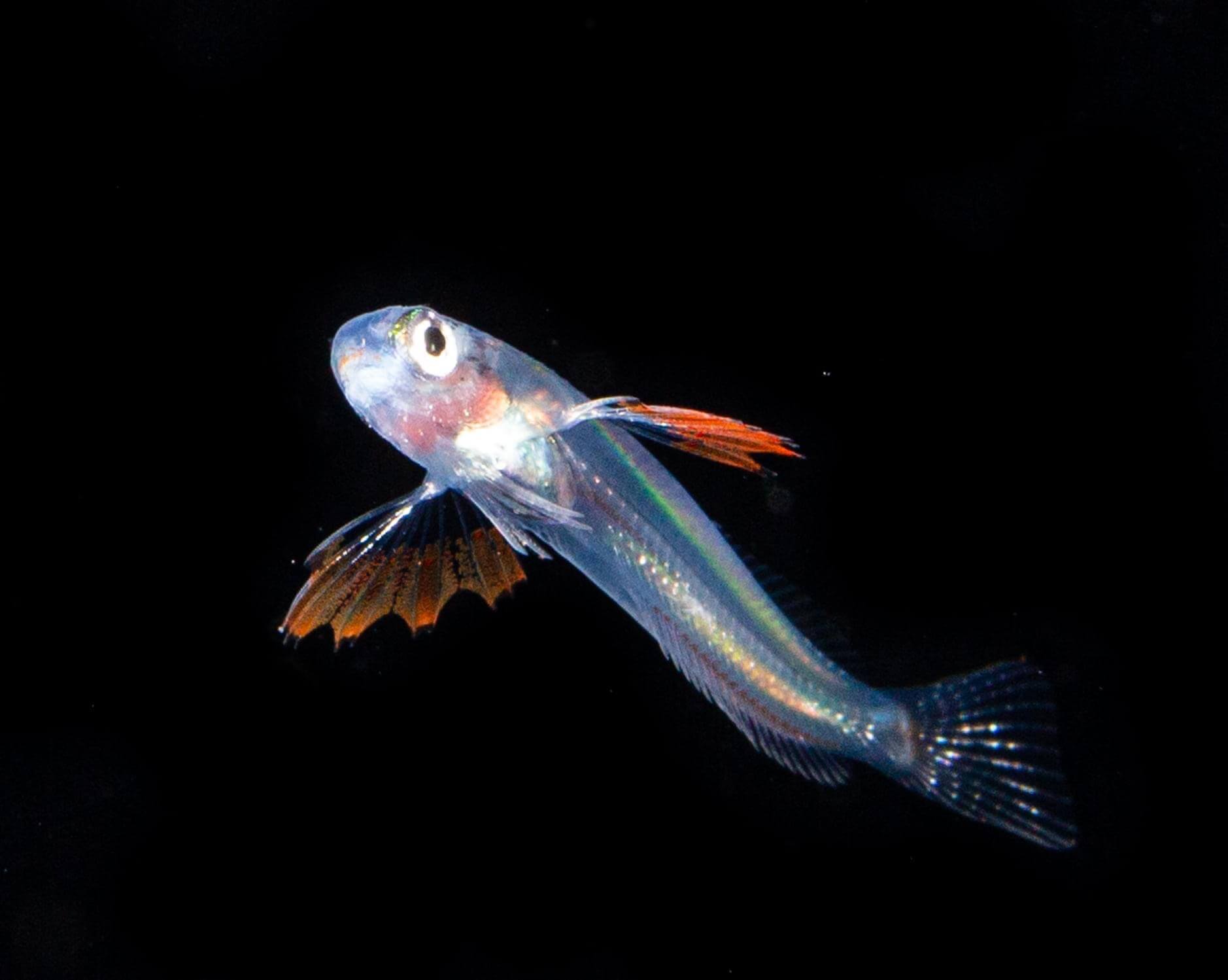 イソギンポ科の稚魚　Photo by Yoichi Takigawa