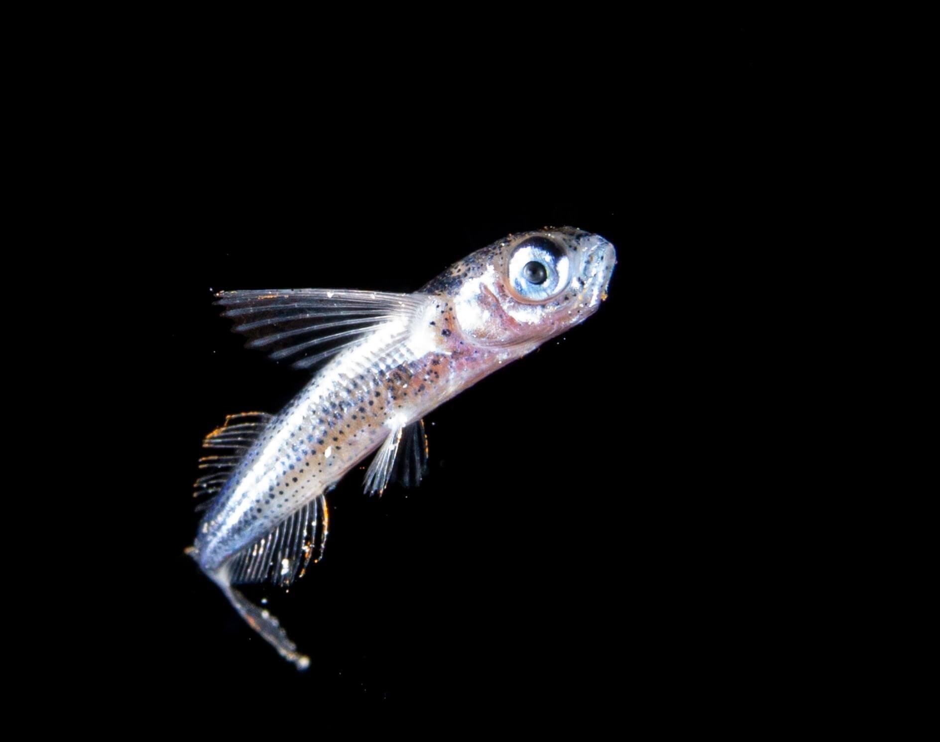 トビウオ科の稚魚　Photo by Yoichi Takigawa