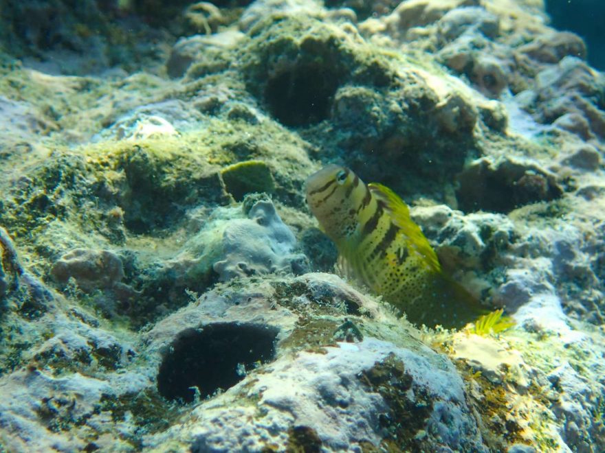 水深1mほどの非常に浅い岩場では、ナベカという黒と黄のカラフルな魚も観ることができた。