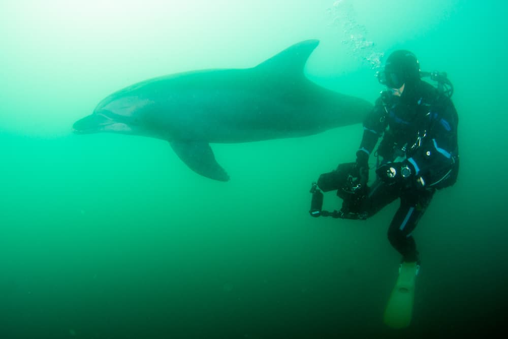 水中写真家　堀口和重が尾鷲で撮影！　「ダイバーが大好きなイルカ」