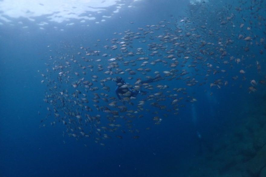 浅瀬にも魚の群れが 写真提供：トゥルーノース