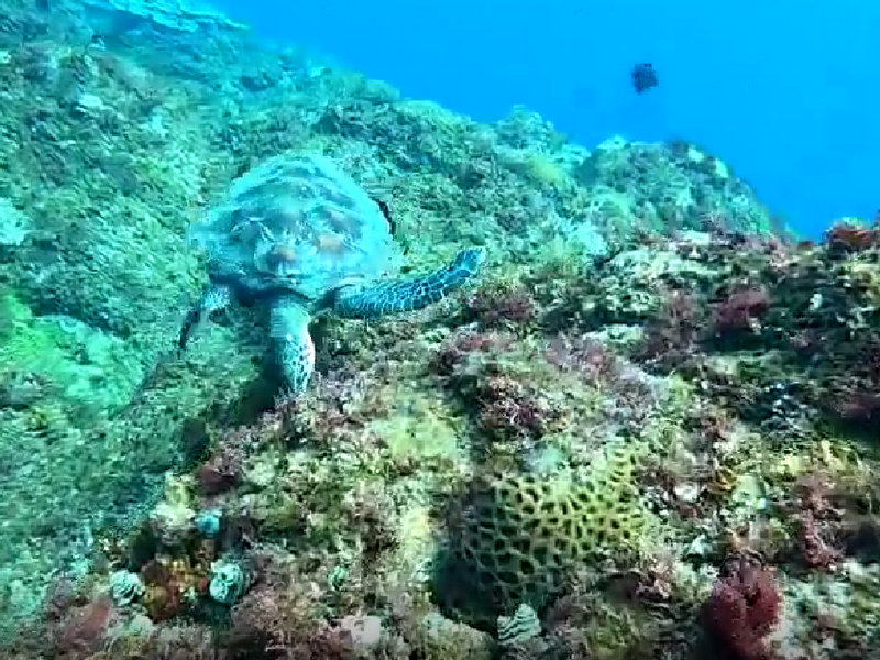 【衝撃映像】ダイビング中に遭遇したウミガメのお尻から出てきたものは……!?