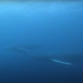 八丈島に現れたザトウクジラ