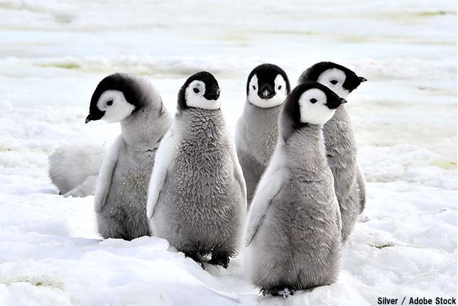 北極にペンギンはいない！南極だけに住む理由とは？