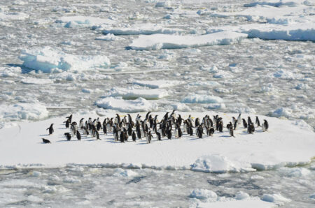 ペンギンは北極にいない。実際の生息場所、そして生態とは？