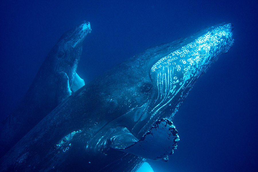 ホエールスイムでザトウクジラが大接近