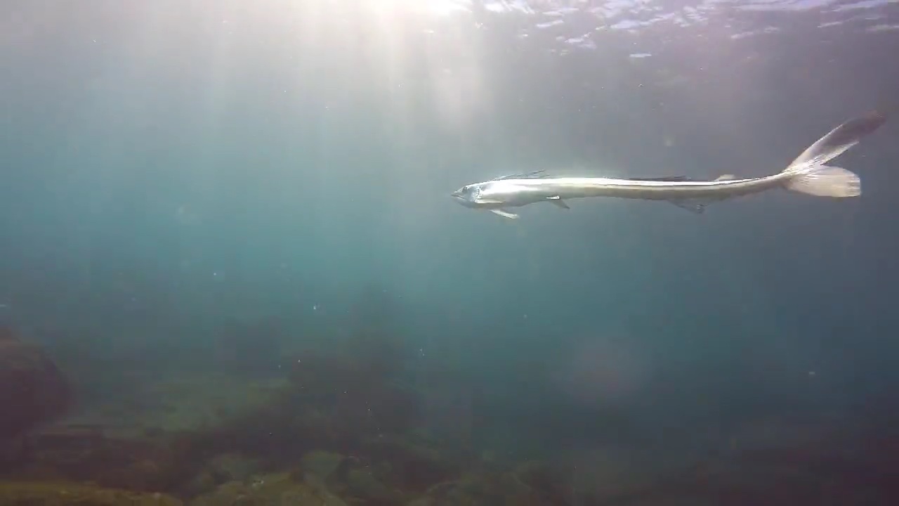 深海魚・ミズウオが真鶴・琴ヶ浜の浅瀬に現る！　貴重な映像をダイバーがGET