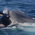シャチがシロナガスクジラに突進（撮影 John Daw / Australian Wildlife Journeys）